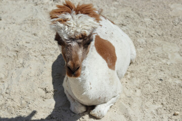 Relaxed alpaca with short fur, lying under the sun on dry soil. Concept: travel, wildlife, petting zoo, peaceful moments.