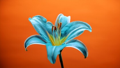 cyan lily flower with stamen against an orange background a vibrant close up shot showing intricate details floral design minimalist art botanical illustration