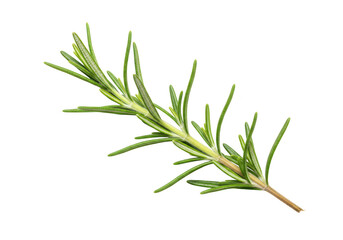 Fototapeta premium Fresh rosemary herb branch with green leaves, isolated on transparent background, a popular aromatic culinary spice and ingredient for cooking and seasoning