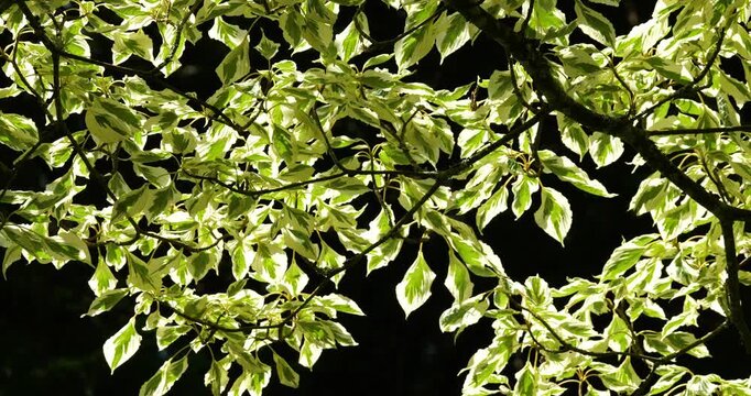 Cornus controversa, wedding cake tree, flowering plant native to China.