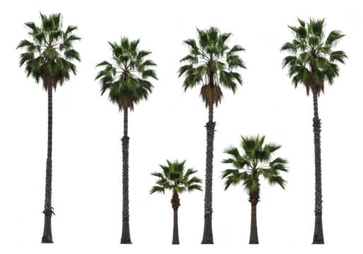Collection of five palm trees of varying heights isolated on a transparent background, showcasing tropical vegetation and natural beauty