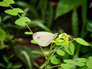 butterfly met a friend on a leaf 
