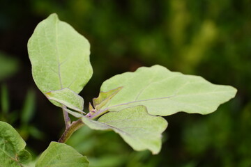 green leaves on a branch