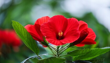 close up of vibrant red flowers with water droplets glistening in warm sunlight