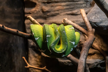 Green snake curled on branch