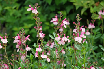 Pink and peach Salvia microphylla ‘Delice Gold and Wine’, baby sage in flower.