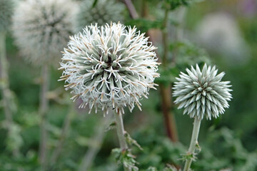 White Echinops bannaticus ‘Star Frost’, globe thistle in flower.