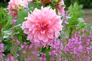 Obraz premium Pink decorative dahlia in flower.