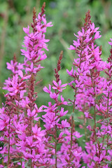 Purple Lythrum virgatum ‘Dropmore Purple’, wand loosestrife in flower.