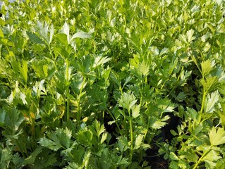 Fresh green celery seeds (Apium graveolens) in organic plant garden, ready to planted 