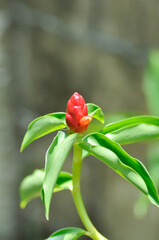 Costus speciosus, Crape ginger or Malay ginger or Spiral flag or Cheilocostus speciosus, Costaceae or Cane reed