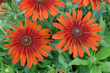 Orange and red Rudbeckia hirta ‘Cappuccino’ black eyed Susan in flower.