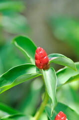 Costus speciosus, Crape ginger or Malay ginger or Spiral flag or Cheilocostus speciosus, Costaceae or Cane reed