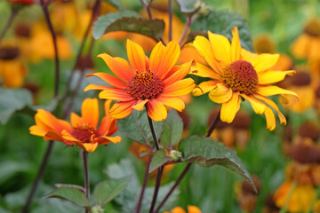 Orange, red and yellow Heliopsis helianthoides variety scabra ‘Bleeding Hearts’, North American ox eye daisy, in flower.