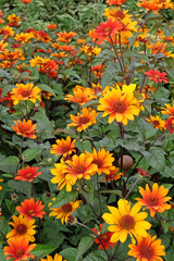 Orange, red and yellow Heliopsis helianthoides variety scabra ‘Bleeding Hearts’, North American ox eye daisy, in flower.