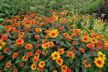 Orange, red and yellow Heliopsis helianthoides variety scabra &lsquo;Bleeding Hearts&rsquo;, North American ox eye daisy, in flower.