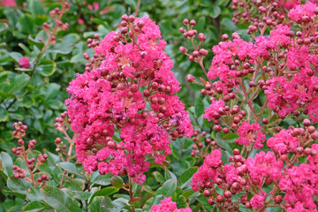 Obraz premium Fuchsia pink Lagerstroemia indica, ‘Braise d'Été’ crepe myrtle, in flower.
