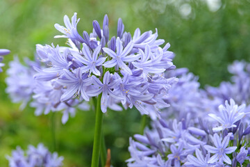 Pale blue Agapanthus, African lily, ‘Eggesford Sky’ in flower.