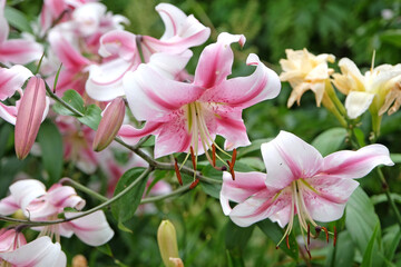 Pink and white tree lily, Lilium &lsquo;Anastasia&rsquo;, in flower.