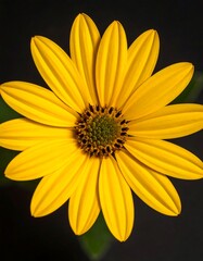 Vibrant yellow flower with numerous petals, centered against a dark background, showcasing its detailed structure