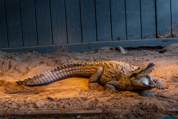 A crocodile resting on the ground at the zoo