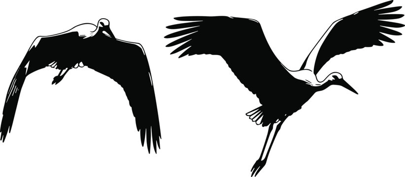 Birds in flight illustration, feathered wings, graceful avian motion, long-necked birds, black and white vector, wing position comparison