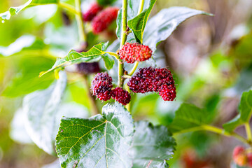 Mulberry or berry, a healthy fruit. The fruit has red and black berries mixed around it, surrounded...