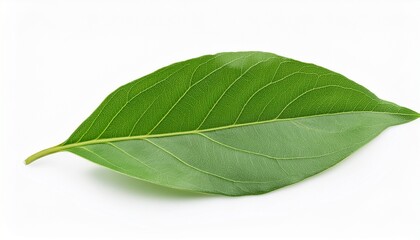 camphor or cinnamomum camphora branch green leaves isolated on white background with clipping path