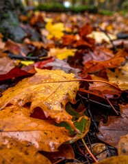 Close-up of vibrant autumn leaves on a damp forest floor. Rich colors and natural textures of fall foliage, with raindrops creating a beautiful, seasonal nature background