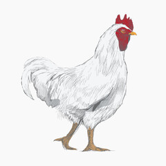 White chicken animal illustration vector