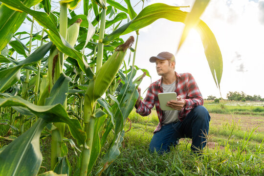 Asian farmer kneeling in a lush green cornfield, using a tablet to inspect crops under bright sunlight, representing smart farming, crop monitoring, and modern agriculture.