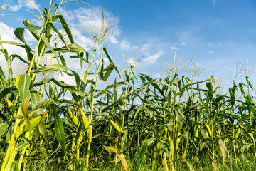 Obraz premium Green corn cobs growing in a lush cornfield under a bright blue sky, representing agriculture, harvest, and organic farming in a rural countryside landscape.