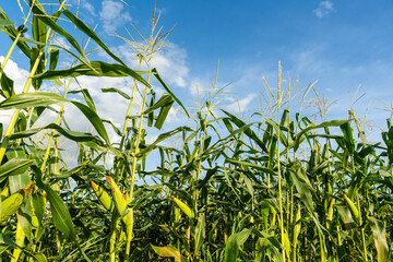 Green cornfield with cobs under bright blue sky