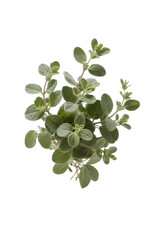 Fresh Oregano Herb Isolated on White Background