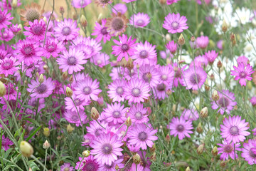 Purple Xeranthemum annuum, Annual everlasting or paper daisy in flower.