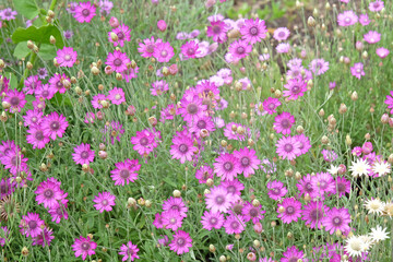 Purple Xeranthemum annuum, Annual everlasting or paper daisy in flower.