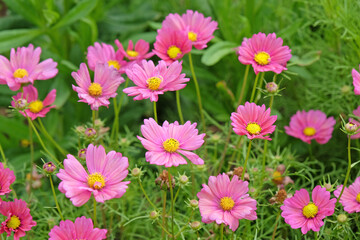 Dusky pink Cosmos bipinnatus ‘Xsenia’ in flower.