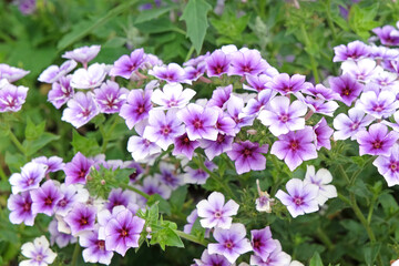 Fototapeta premium Purple and white Annual Phlox ‘Intensia Blueberry’ in flower.