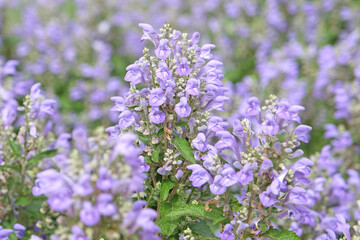 Lilac purple Scutellaria incana, the hoary skullcap or downy skullcap in flower.