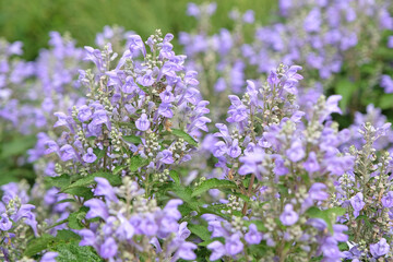 Lilac purple Scutellaria incana, the hoary skullcap or downy skullcap in flower.