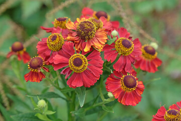 Red Helenium sneezeweed 'Rubinzwerg’ in flower.