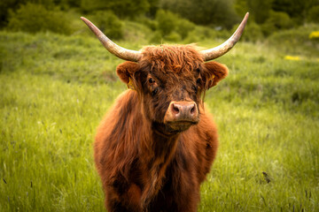 Portrait von einem  schottischen Hochlandrind auf der Weide 