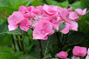Pink Hydrangea macrophylla, lace cap, ‘Taube’ in flower.
