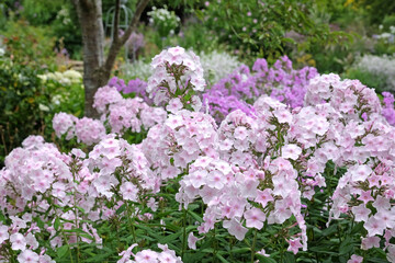 Obraz premium White and pink Phlox paniculata ‘Monica Lynden Bell’ in flower.