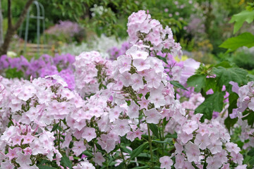 White and pink Phlox paniculata ‘Monica Lynden Bell’ in flower.