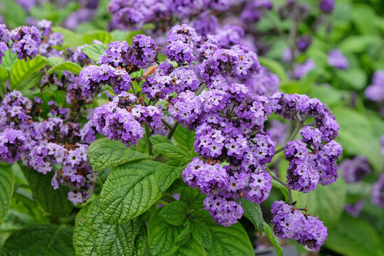 Purple Heliotropium arborescens, heliotrope or cherry pie plant &lsquo;Marine&rsquo; in flower.