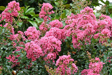 Soft pink Lagerstroemia indica, crepe myrtle, in flower.