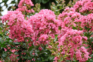 Soft pink Lagerstroemia indica, crepe myrtle, in flower.