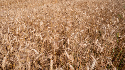 A vast field of golden wheat sways gently in the breeze during late summer, reflecting the sunlight and indicating readiness for harvest.