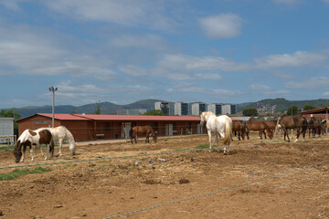Obraz premium A group of horses in a hay corral, with stables and an urban landscape in the distance under a blue sky. This image symbolizes the rural life that persists near large cities.